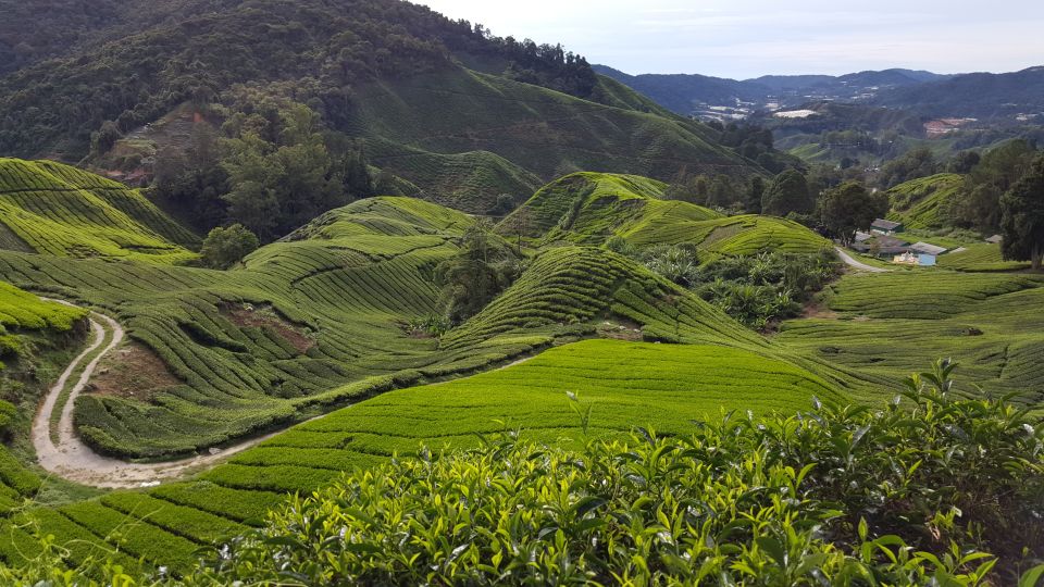 7. Cameron Highlands: Shared Full-Day Tour from Kuala Lumpur New Post